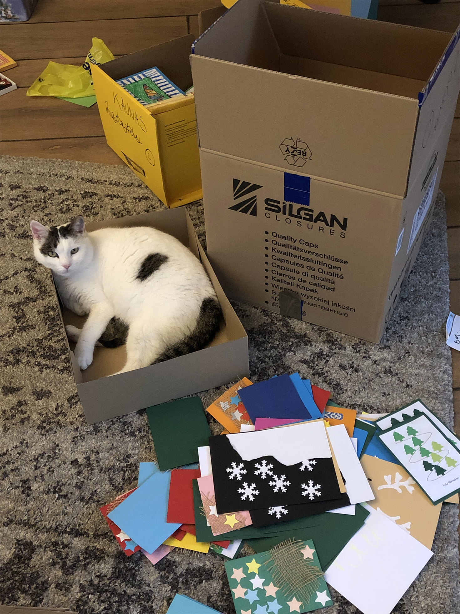 Pakete mit Weihnachtskarten sind gepackt - Katze schaut zu
